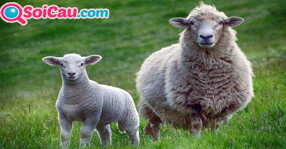 Ngủ mơ thấy con cừu đánh con gì? Ngủ mơ thấy con cừu đánh con gì?