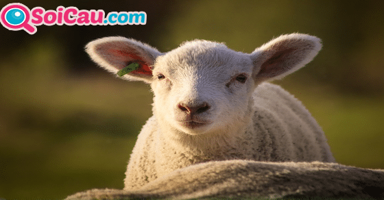Ý nghĩa giấc mơ thấy con cừu Ý nghĩa giấc mơ thấy con cừu